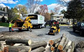 Reliable Waltham, MA Tree Services Solutions